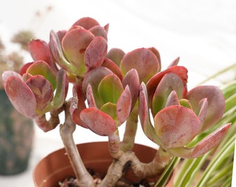 Echeveria Datang Rose-Succulent