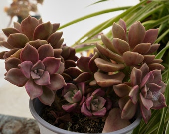 Echeveria Foie Gras-Succulent