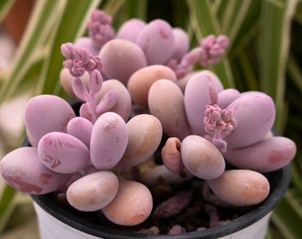 Graptopetalum Amethystinum Lavender Pebbles-Succulent