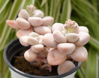 Graptosedum Miul-Sukkulente