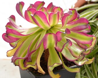 Aeonium undulatum - succulente