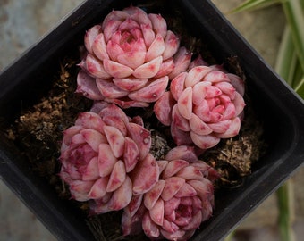 Echcveria Blue Peacock-Succulent