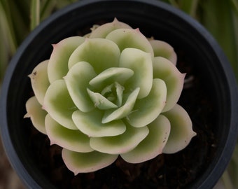 Echeveria Lemon Rose Variegata-Succulent
