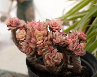 Echeveria Suyon Variegated-Succulent