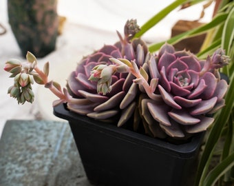 Echeveria Pink Butterfly-Succulente