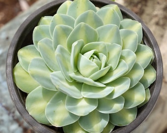 Orostachys Iwarenge-Succulent