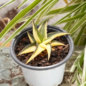Haworthia Limifolia Variegata-sukulent