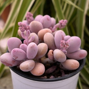 Graptopetalum Amethystinum Lavanda Ciottoli-Succulente