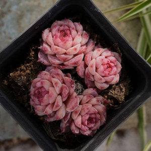 Echcveria Blue Peacock-Succulenta