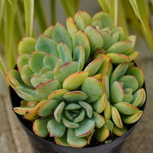 Echeveria Morning Dew - Succulent