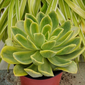 Echeveria Golden Glow Variegated - Succulent