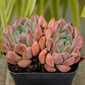 Echeveria Frost Flower - Succulent