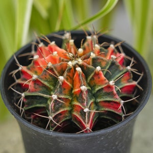 Gymnocalycium Mihanovichii - Rare Boobie Cactus, Mothers Day Gift, Myrtillocactus Geometrizans Fukurokuryuzinboku