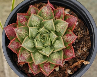 Echeveria Red Longissima - Succulent