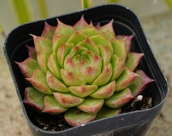 Echeveria Seashell - Succulent