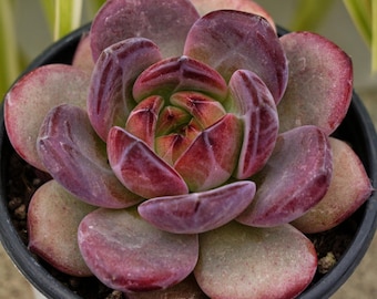 Echeveria LoveBird - Succulent