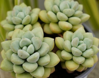 パキフィツム バブルガム - 多肉植物 - Etsy 日本