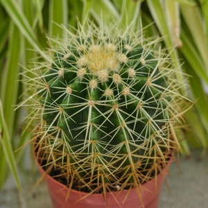 Echinocactus Grusonii - Rare Boobie Cactus, Mothers Day Gift, Myrtillocactus Geometrizans Fukurokuryuzinboku