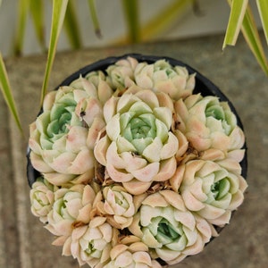 Echeveria White Elegans - Succulent