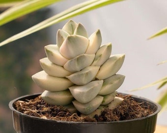 Crassula Moonglow variegata-succulenta