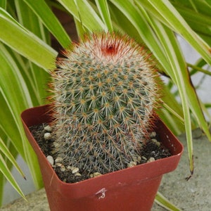 Mammillaria Spinosissima - Rare Cacti, Cactus Plants Live