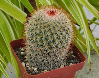 Live Cactus-rare Cactus-mammillaria Vagaspina Craig - Etsy