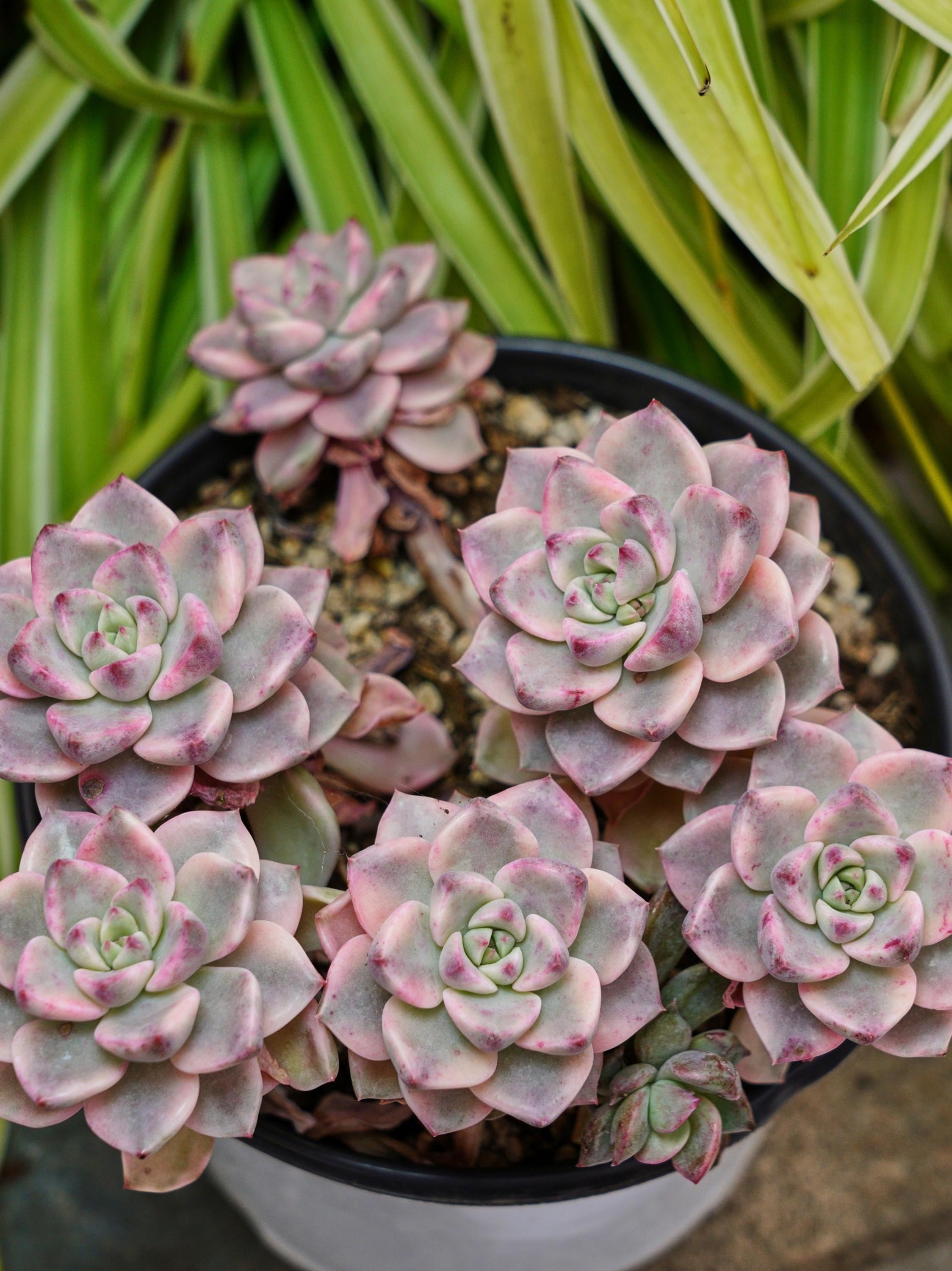 多肉植物　エケベリア・BlackPink斑入り 多肉植物 エケベリア・BlackPink斑入り