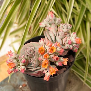 Echeveria Claudia-Succulent