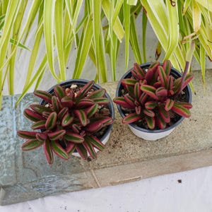Peperomia Claveolens - Succulente