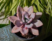 @Rabbit.Echeveria出品 Echeveria Pink Bunny-succulent - Etsy