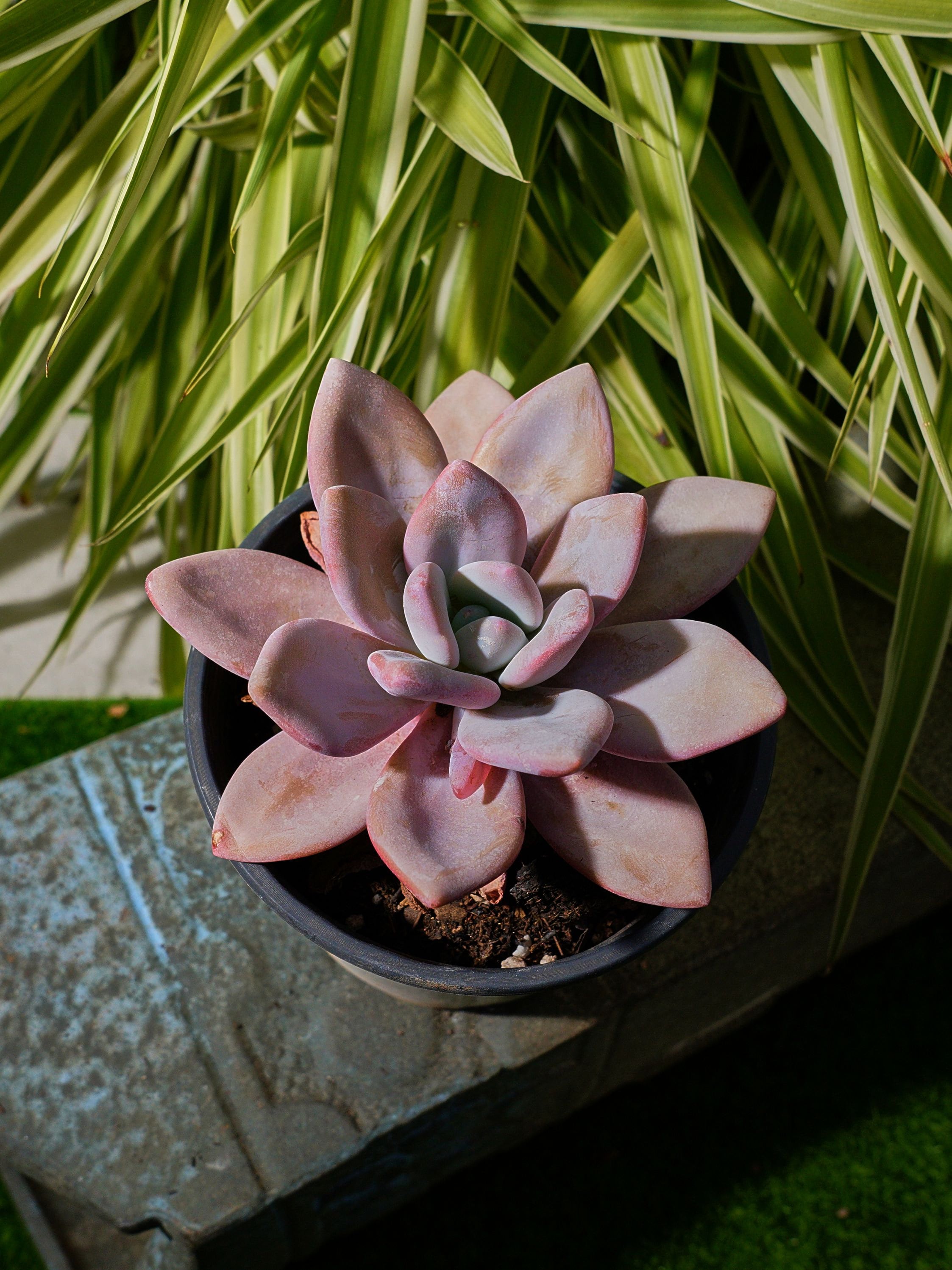 Echeveria Pink Bunny-succulent - Etsy