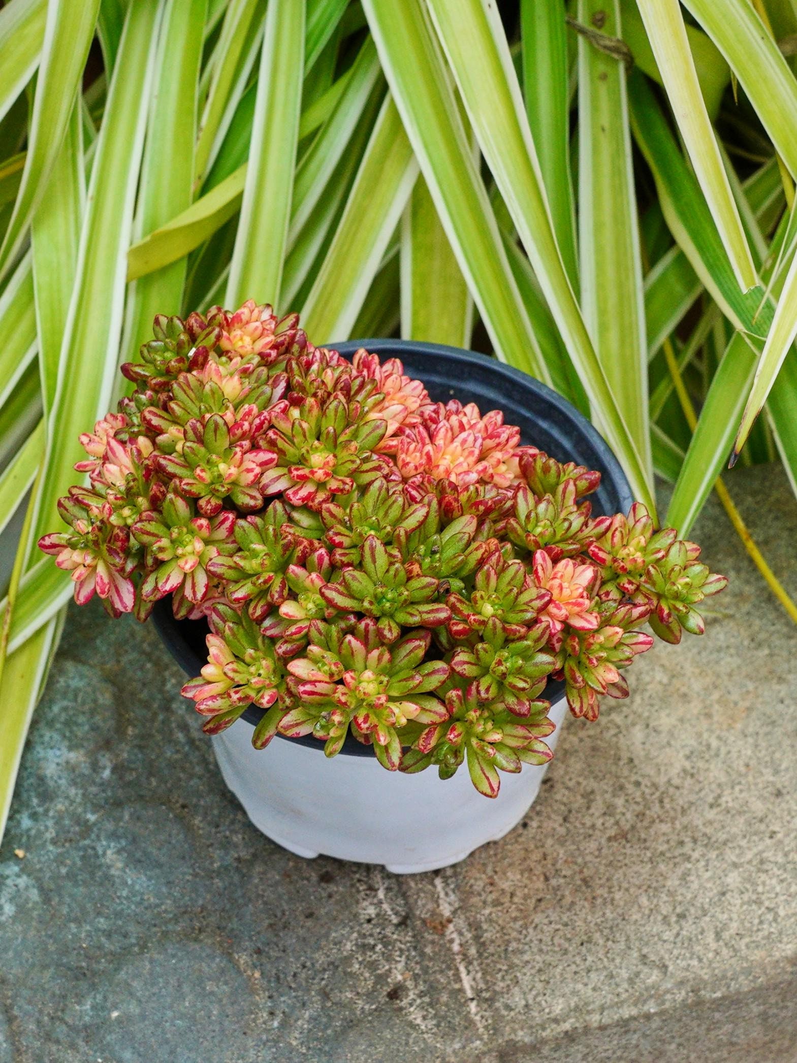 Aeonium phantom - Etsy 日本