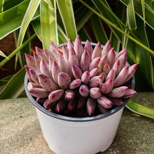 Cactus Sand - Etsy