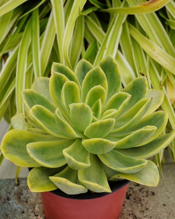 Echeveria Golden Glow Variegated - Succulent - Etsy