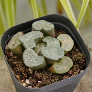 Haworthia Cooperi Truncata - Succulent