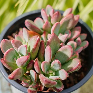 Echeveria Rezry - Succulent Plants, Rare Succulents
