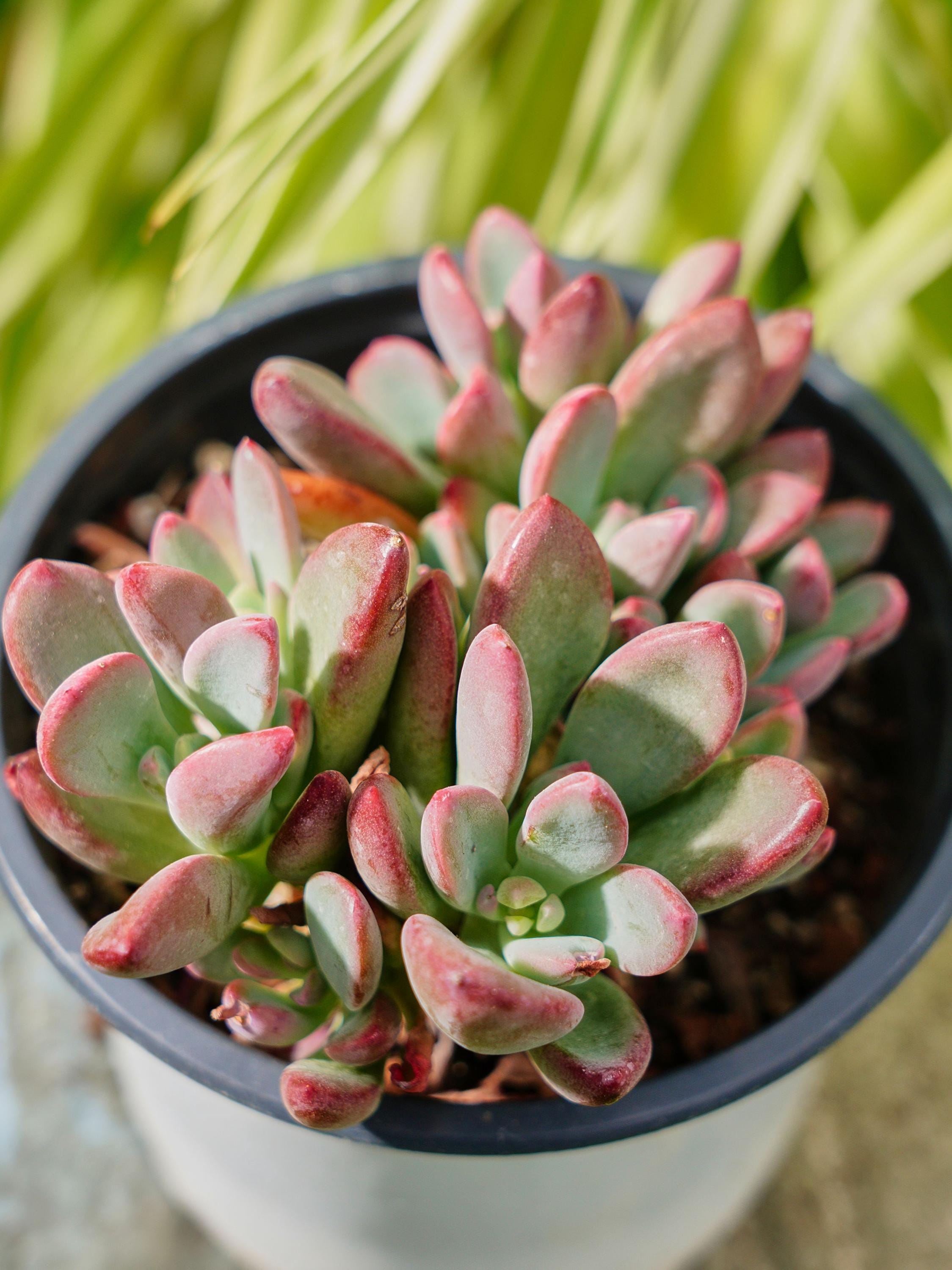 Echeveria Rezry - Etsy
