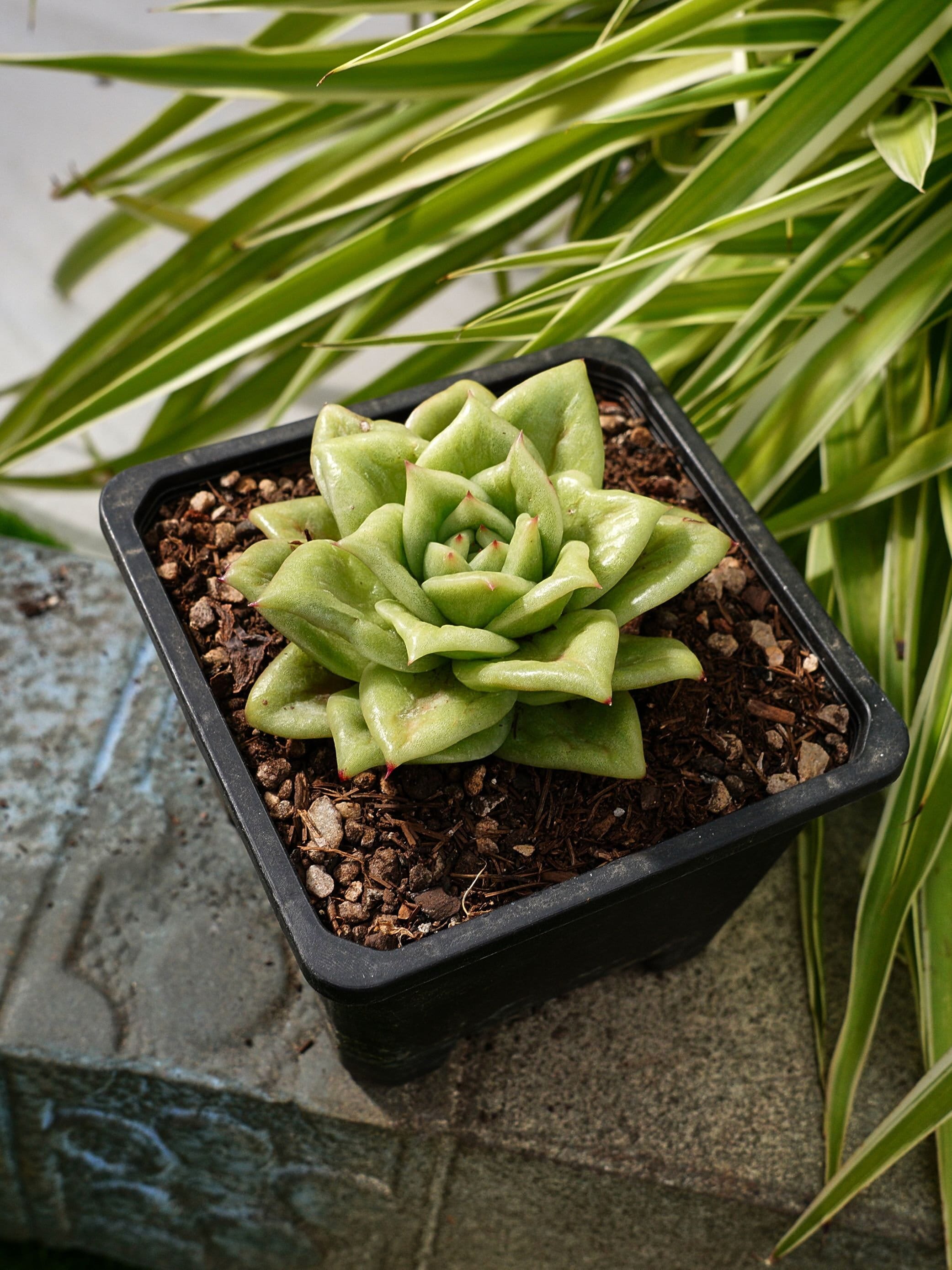 多肉植物 グリーンタ : クラッスラ グリーンタワー 2.5号鉢品種で