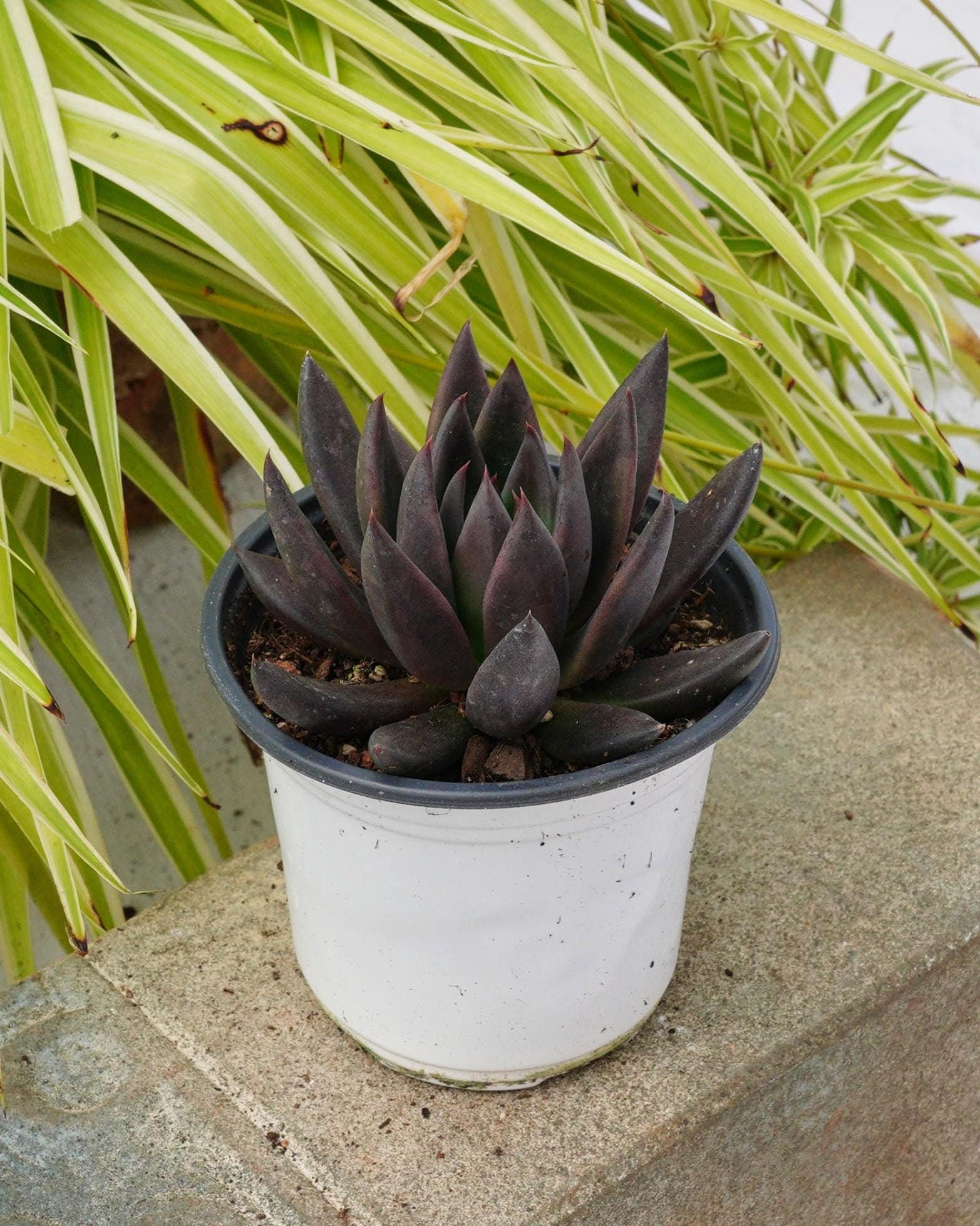 Echeveria Black Knight - Sukkulente
