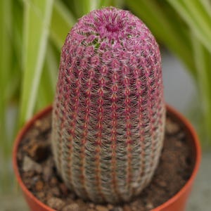 Echinocereus Rigidissimus Rubrispinus - Rare Boobie Cactus, Mothers Day Gift, Myrtillocactus Geometrizans Fukurokuryuzinboku