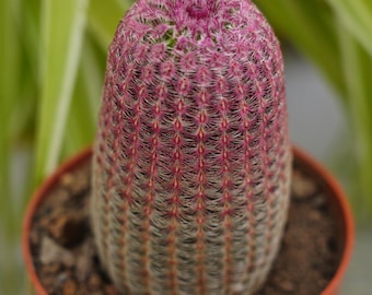 Echinocereus Rigidissimus Rubrispinus-rzadki Boobie Cactus, prezent na dzień matki, Myrtillocactus geometrizans Fukurokuryuzinboku