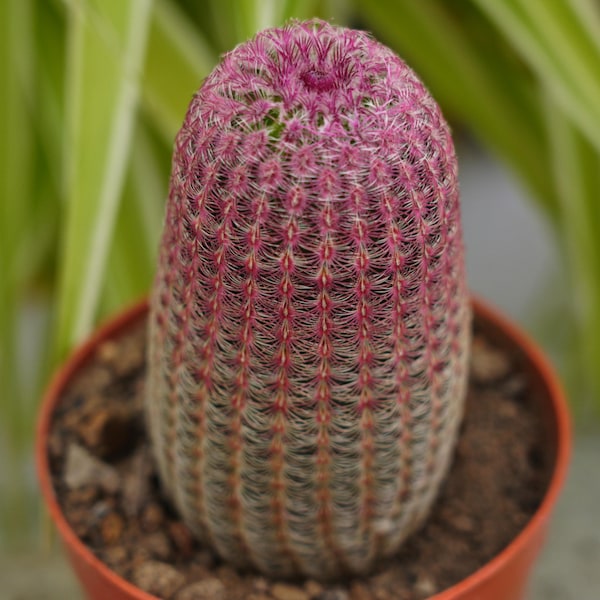 Echinocereus Rigidissimus Rubrispinus - Rare Boobie Cactus, Mothers Day Gift, Myrtillocactus Geometrizans Fukurokuryuzinboku