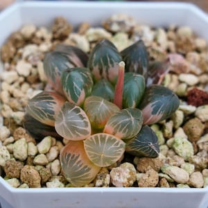 Haworthia Cooperi Dark Black Variegated - Succulent