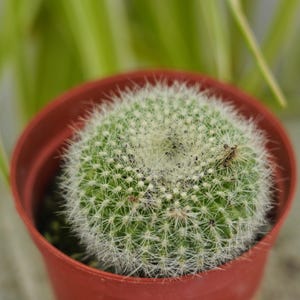 Cactaceae Notocactus - Rare Boobie Cactus, Mothers Day Gift, Myrtillocactus Geometrizans Fukurokuryuzinboku