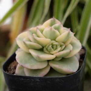 May include: A light green succulent plant with pink edges on the leaves. The plant is in a black plastic pot.