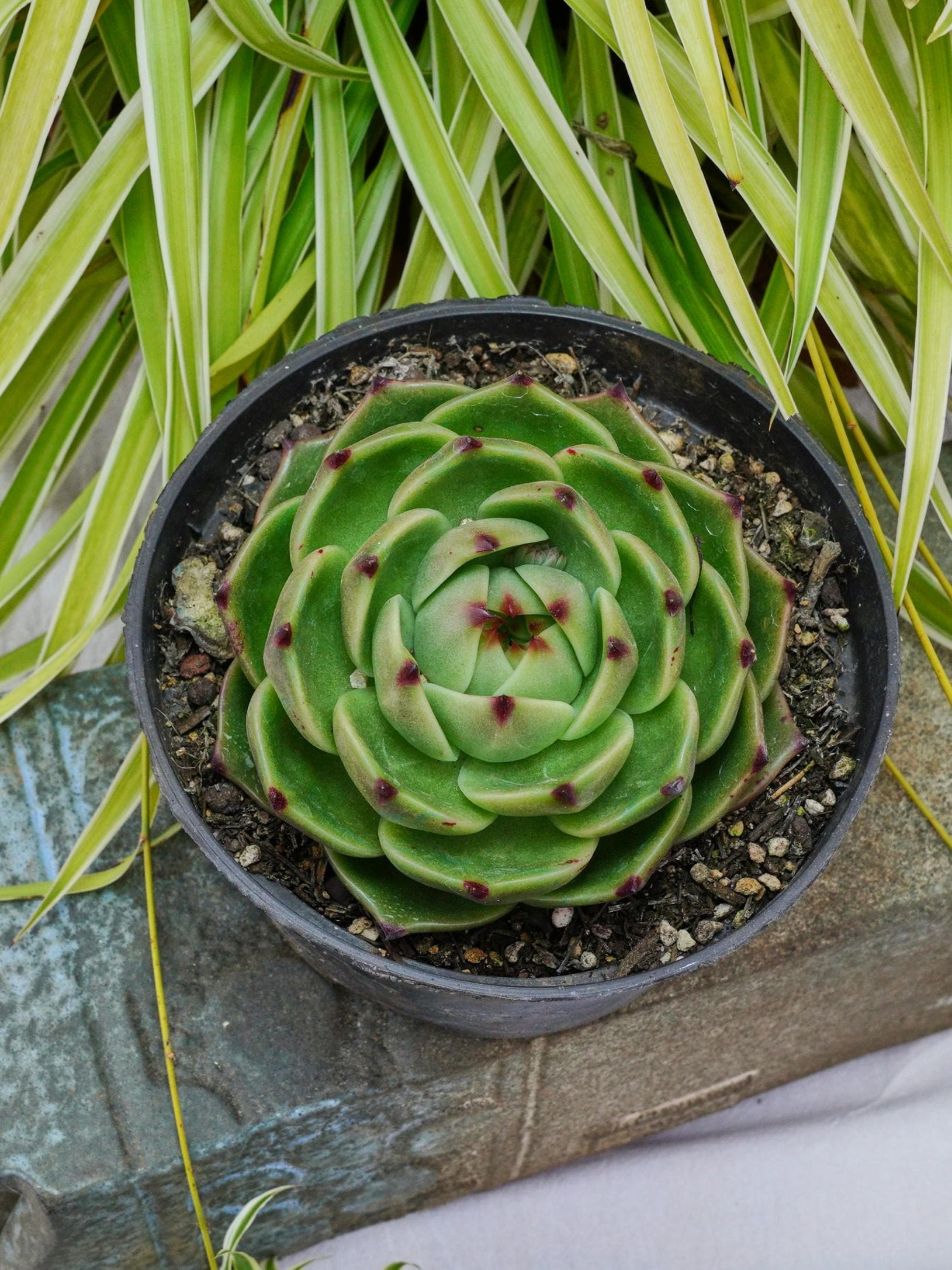 エケベリア ブルードラゴン - 多肉植物 - Etsy 日本
