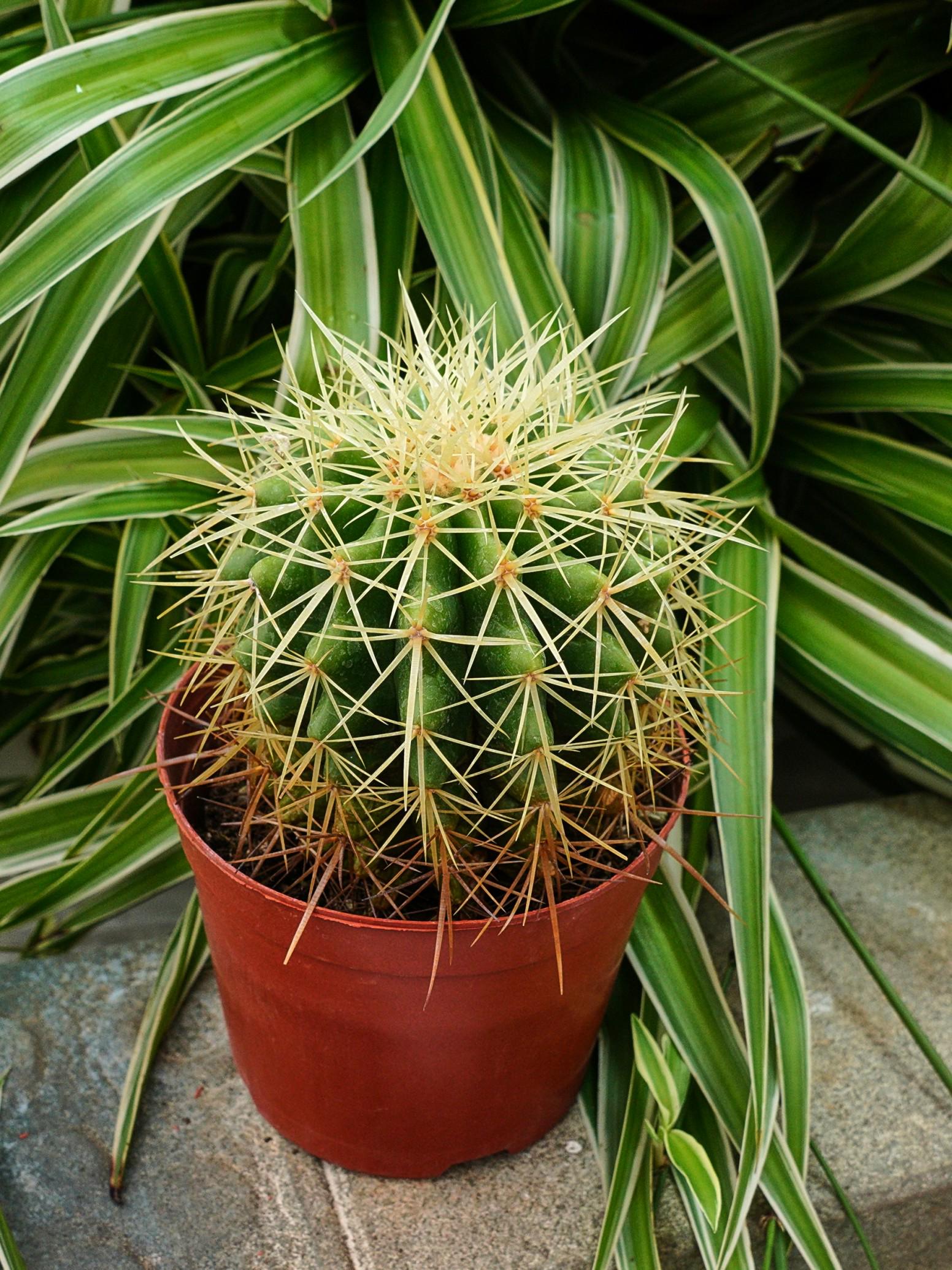 Echinocactus Grusonii Hildm - Rare Cacti, Cactus Plants Live - Etsy