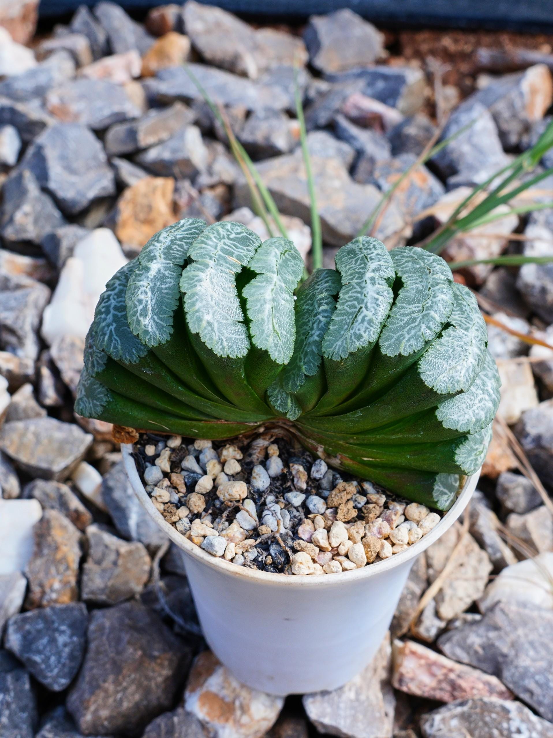 Homalomena anthurioides 【TB2303】TB正規タグ付き il_fullxfull.7162530276_ccq5.jpg