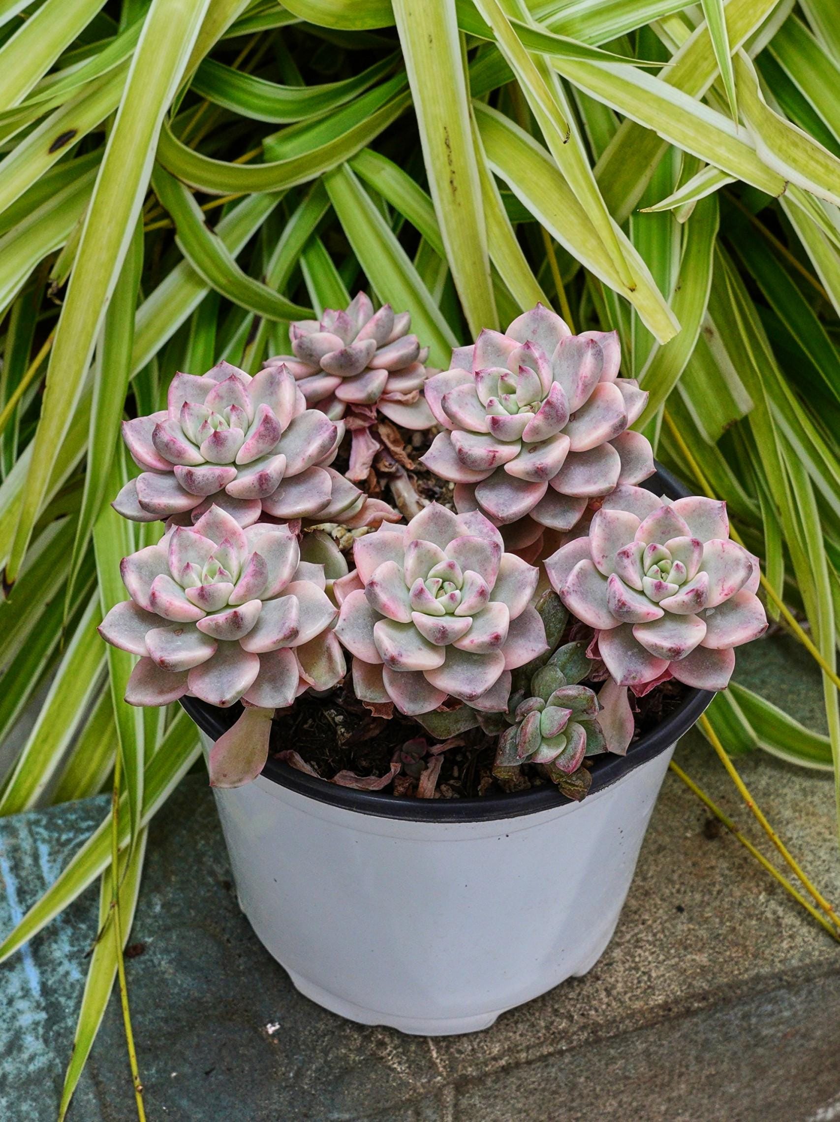 エケベリア プリティ イン ピンク 斑入り - 多肉植物 - Etsy 日本