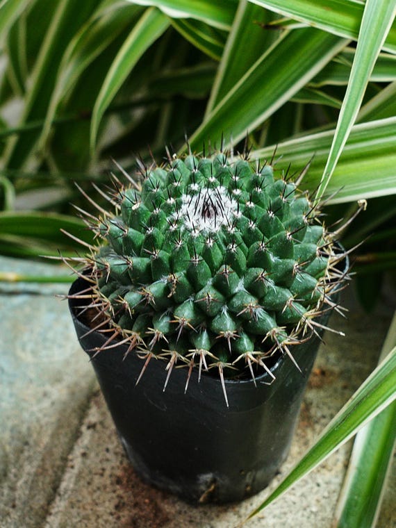 Mammillaria Bucareliensis - Rare Cacti, Cactus Plants Live - Etsy